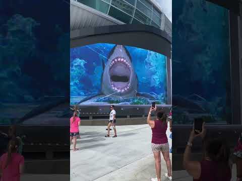 3D Shark Action! Runnnn!!! #bahamas #nassau #shark #epic #wow