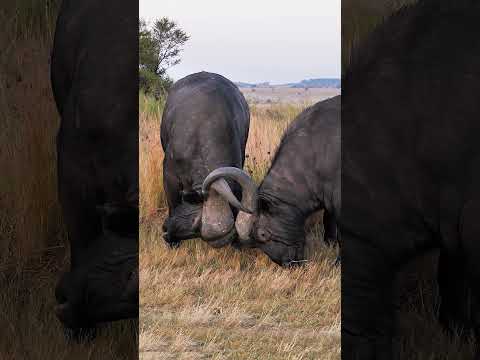African Buffalo Bulls Fight