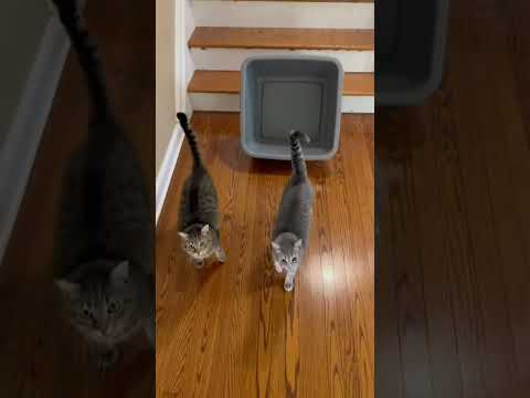 Cat dance 20 #funny #funnycats