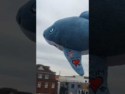 Clean windows can be a problem for flying sharks…