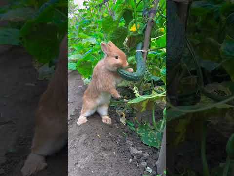 cute cartoons for kids peter rabbit full episode School Full Movie | Kids Animation #rabbit #kids