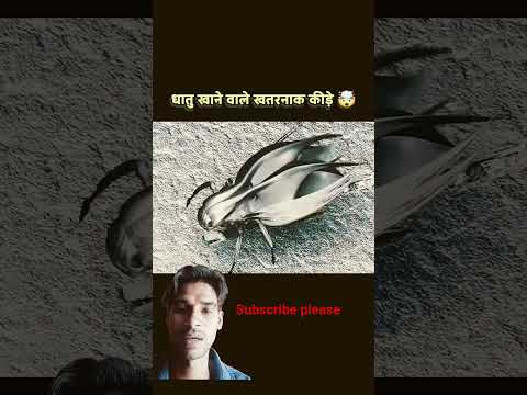 धातु खाने वाले खतरनाक कीड़े | new Hollywood hindi dubbed movie | Hollywood movie 2025