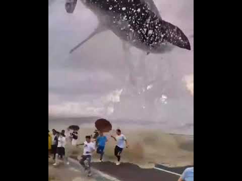shark/in Tamil