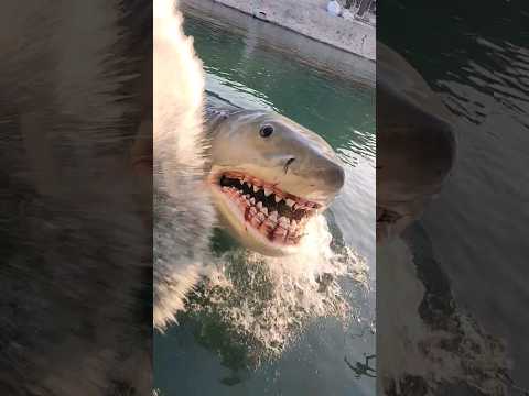 The Great White 🦈 JAWS!! #shark #universal #studio #tour #tram #hollywood #scary #horror