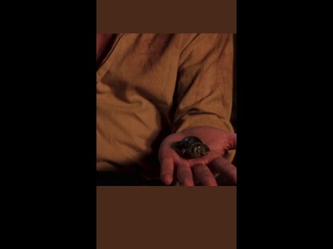 The Mummy | Insect Week