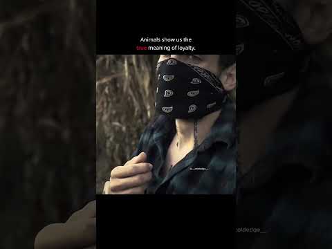 Zombie Invasion, Dog Loyalty. #dog #movie #edit #film #zombiesurvival  #zombie #sad #movie #loyalty
