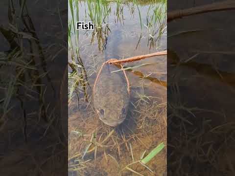 ปลาช่อน#Fish#short#youtube