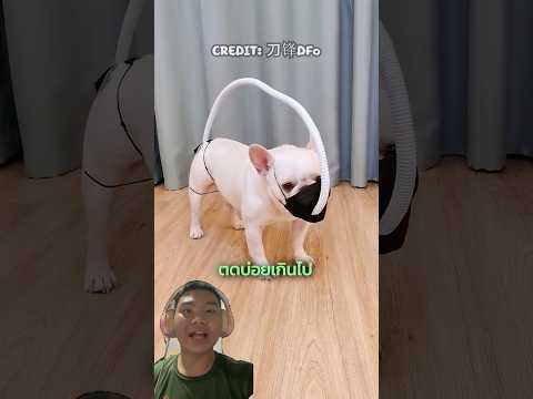 เมื่อหมาตัวนี้ตดไม่หยุด! กลิ่นแรงจนทุกคนต้องหนี 🤢💨