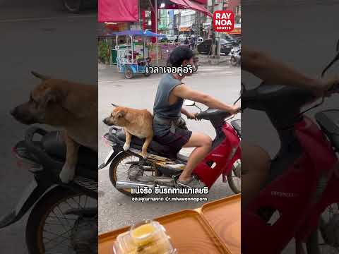 แน่จริง ขึ้นรถตามมาเลยซิ#memes #animanik #animation #animatin #funny #animatry #humor #gaming #duet