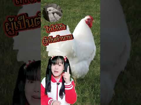 "ไมค์" ไก่ไร้หัวผู้เป็นตำนาน #เรื่องแปลก